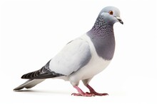 Pigeon Racer Standing Alone On White. Generative AI