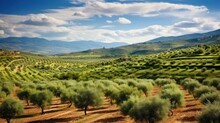 Agriculture Andalusian Olive Groves Illustration Grove Grove, Tree Field, Spain Tree Agriculture Andalusian Olive Groves