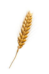 Wall Mural - wheat ears isolated on white background