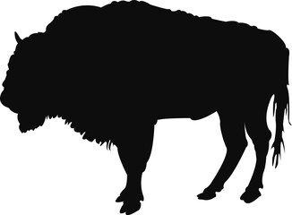 Wall Mural - silhouette of a bull