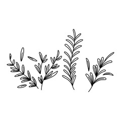 Sticker - rosemary doodle icon, vector illustration isolated on white background