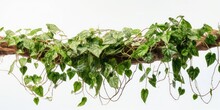 Lush Green Ivy, A Decorative Climber, Forming An Ornate Natural Frame With Its Vibrant Foliage......