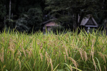 日本の稲作