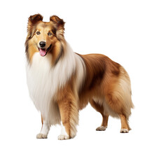 Rough Collie Dog Isolated