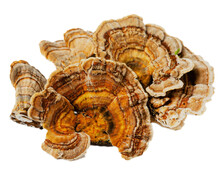 Turkey Tail Mushroom Transparent