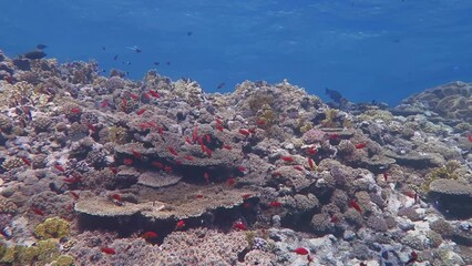 Wall Mural -  Underwater ecosystem in the shallow ocean. Fish, corals. Scuba diving, wildlife underwater.Tropical colorful coral reef with fish and blue warm water. Marine life in the sea.