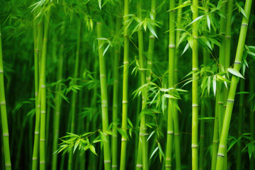  Tropical Bamboo Paradise View