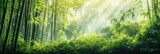 Fototapeta Sypialnia - Asian Bamboo forest with morning sunlight.