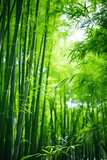 Fototapeta Sypialnia - Low angle view of green reeds in a bamboo forest