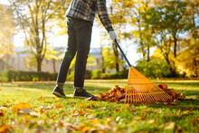 Man In His Hands With A Fan-shaped Yellow Rake Collects Fallen Autumn Leaves In The Park. A Rake And A Pile Of Leaves On The Lawn. Autumn Cleanliness In The Garden Yard.