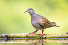 Turtle Dove Perched On Stick