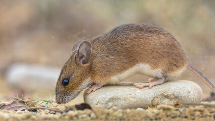 Wall Mural - yellow-necked mouse on rock