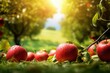many apples in some grass standing together on the ground, red apples in garden near apple trees, apple farm photo wallpaper, harvest