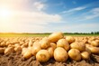 piles of potatoes are laying near in a field, potatoes in the ground on a sunny day, potatoes are on a farm field with a blue sky