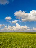 Fototapeta Tęcza - Golden fields bask in the warm embrace of the sun, under a canvas of fluffy white clouds. Nature's painting on a perfect sunny day.