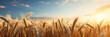 © Diana - A wheat field border with blue sky and white clouds landscape