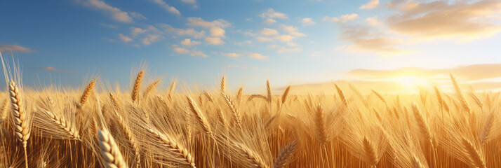 A wheat field border with blue sky and white clouds landscape