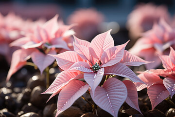 Pink Christmas holly star bloom , closeup 