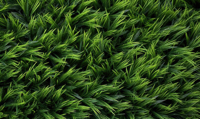 Canvas Print - Fresh lush green grass on meadow with drops of water dew. Close-up macro.