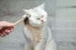 British shorthair  cat playing with a toothbrush.
