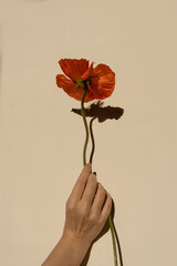 Wall Mural - Female hand holds delicate red poppy flower stem on neutral tan beige background with hard sunlight shadows. Aesthetic close up view floral composition