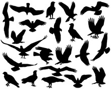 Collection Of Silhouettes Of Osprey Or Fish Hawk Birds