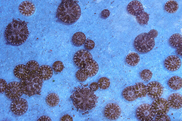 Wall Mural - Group of upside down jellyfish, Cassiopea Andromeda in marine aquarium pool. Theriology, biodiversity, undersea life, aquatic organism