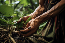 Shaman In Peru Picking Up Ayahuasca Plants. Traditional Plant Medicine Used In Religious And Shamanic Rituals In The Amazon Rainforest.
