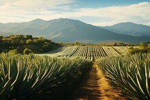 Stunning agave fields with a vanishing point perspective in the picturesque mountains of Tequila, Jalisco. Generative AI