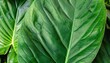 green leaf texture, green leaf texture background, Green leaf closeup, aurum leaf  texture
