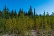 Early Fall in Boreal Forest of the Northwest Territories, Canada