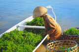 Fototapeta  - woman collecting seaweed on boat at Nusa penida island in Bali, Indonesia