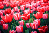 Fototapeta Tulipany - Tulip field
