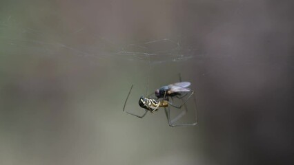 A spider captures and devours a fly in his net macro close up footage