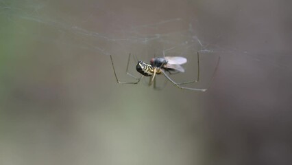 Wall Mural - A spider captures and devours a fly in his net macro close up footage