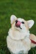 © Dima Anikin - Welsh Corgi Pembroke dog sits on a manicured green lawn in a park in summer. High quality photo