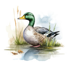 Watercolor Mallard Duck Illustration, Generative Ai