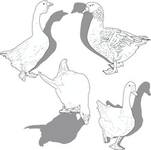 Four Goose Silhouettes Isolated On White Background