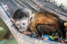 Baby Monkey Sleeps In A Hammock In The Amazon Of Brasil