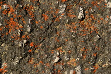 Texture Of A Stone With Red Lichens