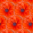 Seamless pattern Bright red poppy flower head. Top view vector illustration