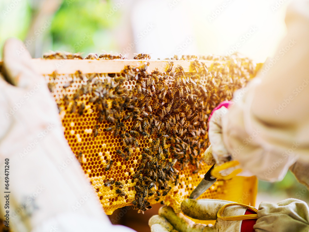 Beekeeper with honeycomb frame by beehive. Inspection of the state and ...