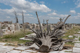 Fototapeta  - Cementerio abandonado por haber quedado bajo el agua, en primer plano raices de árbol seco