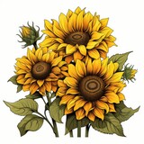 Fototapeta Konie - Radiant Sunflower turns their faces to the sun isolated on a white background