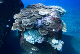 Fototapeta Do akwarium - 消波ブロックに付着したサンゴ_三宅島