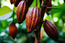 Close Up Of Cocoa Pods Grow On Tree. The Cocoa Tree ( Theobroma Cacao ) With Fruits.