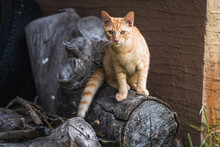 Cat Sitting On Log