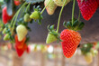 Growing and harvesting of fresh red strawberries in outdoors, summer sunny light.