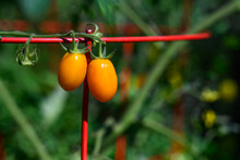 Closeup Of Two Ripe Red Pearl Heirloom Tomatoes Growing In A Kitchen Garden, Healthy And Nutritious Organic Food
