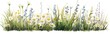 grass and flowers watercolor illustration on white background